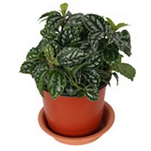 그린플랜트 생화 공기정화식물, 공기정화식물_필레아, 1개