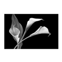 인터그레이스 주방아트보드 카라Ⅴ, 1개