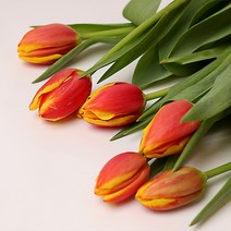아임플라워 생화 다홍노랑 튤립 센터피스 꽃다발, 혼합색상