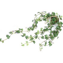 해피월드 미니 바인 플라워 바구니, 퍼플 아이비, 1개