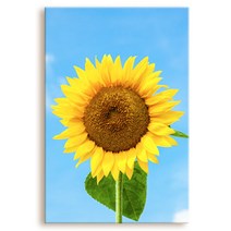 꾸밈 활짝핀 해바라기 한송이 중형 노프레임 액자