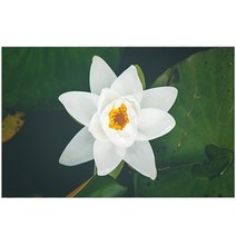 UVDS 아트보드 주방시트지 새벽의 연꽃, 1개