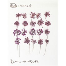 체크스토리 레이스 플라워 줄기 압화 20p, 퍼플(염색)