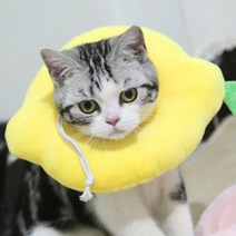 반려동물 초경량 음식 넥카라 레몬 S, 1개