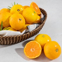 새벽경매 제주 노지감귤, 3kg, 1개