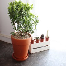 모리앤 제이메이드 독일 플라워 토분 21호 + 받침 세트