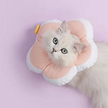 인기 고양이중성화 추천순위 TOP100 제품 목록