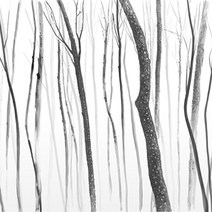 포인트벽지 50h505001, 포레스트나무그림