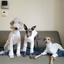 도기스타 아이쥐 이탈리안그레이하운드 잠옷 올인원