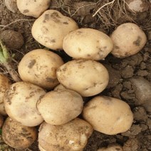 [산지직송] 햇 감자 수미 10kg 5kg 못난이 정품, 정품 10kg 중