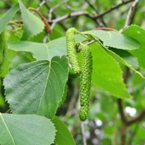 자작나무 묘목 (숲의여왕 자작나무) 실2년생 포트묘목 3주묶음 TT14-2