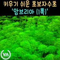 [비바소녀] 누구나 쉽게 기르는 국민수초 암브리아 (1촉) / 초보수초 인기수초