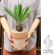 *티에라선인장* [화분포함 완제품]키우기 쉬운 소철, 소보로 화이트토분(받침불포함)