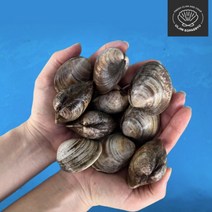 제철 싱싱한 백상합 백생합 1kg 캠핑 조개구이 해감조개 조개요리, 1개