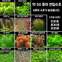라라아쿠아 랜덤발송 수초 6종, 단품