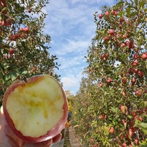 고당도 프리미엄 꿀사과 2kg 5kg 10kg, 1박스, 청송-9)가정용사과 10kg/소과