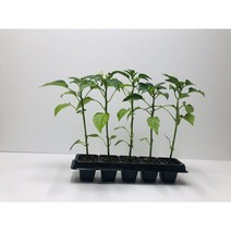 대들보고추접목모종(건고추 만드는) 5포기 (규격: 50구 큰 포트)