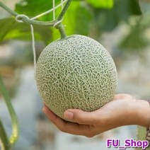 ForU99 고씨네 특급 멜론 머스크멜론 곡성멜론 멜론농장 5kg 파파야멜론 양구멜론, 상세 참조