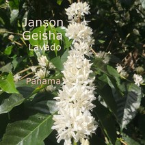 [위트러스트] 파나마 잔슨 게이샤 워시드(라바도) 200g Panama Geisha Washed/ 스페셜티 커피 원두, 에스프레소