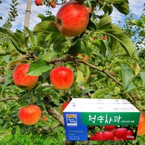 껍질째 먹는 주왕산 청송 꿀 사과 10kg 26-28과