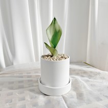 키우기 쉬운 공기정화식물 선물 best item 문샤인 산세베리아 화분선택, 크림독일토분