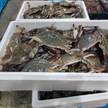 산지직송 연평도 꽃게 급냉 알배기 암꽃게 숫꽃게 국산 냉동꽃게 생물 톱밥 절단 활꽃게, 연평도 숫꽃게 소1kg