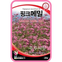 핑크메밀 꽃 씨앗 50립 종자 화단만들기 조경가꾸기 홈가드닝 녹화용 핑크색 꽃
