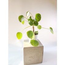 미세무늬 필레아페페 소중품 희귀식물 10~30cm 119, 1개