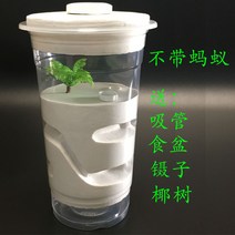 개미집 관찰하기 개미둥지 여왕 개미 키우기 아크릴 만들기 Ant house, 개미컵 둥지개