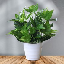 이츠굿텐 플랜테리어 조화 화분 인테리어조화 나무조화 안스리움 촬영소품, 02 스킨답서스(중), 1개