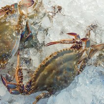 서해 꽃게 알배기 암게 태안 활암꽃게 양념 간장게장용 봄철 생물 1kg 산지직송, 1kg 대(4~6미)