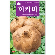 민속씨앗 히카마씨앗 50립 씨앗, 1개