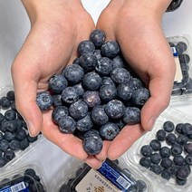 수입 고당도 프리미엄 블루베리 미국 칠레, 수입 블루베리 12팩 (125gX12), 12개