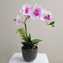 호접란 고급 조화난화분 개업화분 취임 승진 병문안꽃화분선물, 진핑크