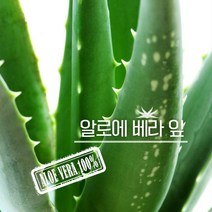 알로에베라 추출물 유기농 알로에 베라 생잎 5kg, 상세 설명 참조, 단일옵션