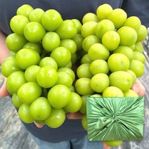 [2023년첫출하] 고당도 수출용 프리미엄 샤인머스켓 포도 1kg 2kg 샤인머스캣 선물세트, 3. (선물용) 고당도 샤인머스켓 1kg