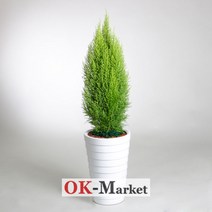 율마 관엽식물/공기정화식물/취임/축하/결혼/승진/개업/이사/전시회/스승의날/기념, 특급