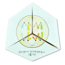 생물 실험 체세포분열 곤충 관찰 퍼즐 10인 과학실험