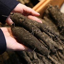 검은 산삼 제주 더덕 (중)1kg/2kg, (중)2kg