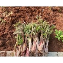 강원도 눈꽃 땅 두릅 500g 1kg 2kg 3kg 겨울 봄 입맛 제철 산 나물 맛난거팜