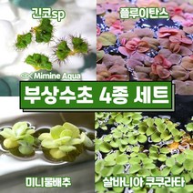 둥둥 수조 위 뜨는 부상 수초 키우기 4종 세트(SET32), 단품