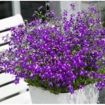 화단 가꾸기 로벨리아 종자 퍼플 50립 꽃다발 꽃꽂이 씨앗판매 다년생꽃씨