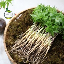 순수 새싹삼 특대 50 뿌리 [특대 (30cm 내외) 1box 선물포장 가능], 일반 포장