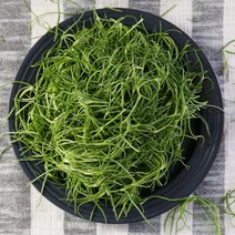 [KT알파쇼핑]국내산 부드러운 세발나물 1kg, 소