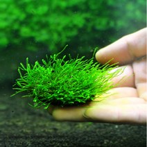 수초-코코넛 옆전 윌로모스 활착-열대어 어항 수족관 수중이끼/헬로아쿠아