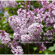 lilac 미뉴엣 [1포트] 프레스토니아 라일락(복남이네야생화 여름 야생화 정원수 꽃나무 라벤더퍼플 syringa x prestoniae minuet)