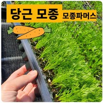 (모종파머스) 당근모종 20 (개) 뿌리채소야채 키우기 체험용