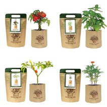 PGM1*^몰내 책상위 미니화분 메리골드 중형 상추씨앗 청경채키우기 채소모종 키우기 베란다텃밭 새싹 재배 가꾸기^*1췤pgm, a^^*옵션없슴