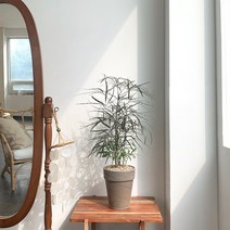 따스한정원 톱니모양의 유니크한 감성 아랄리아 공기정화식물 반려식물 플렌테리어, 독일크림토분(분갈이 후 발송), 1개