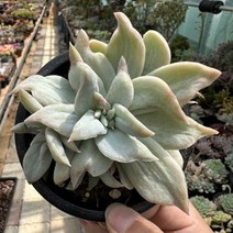 [해와달다육] 해리왓슨금 다육이, 1개